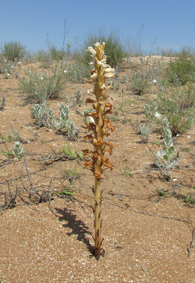 Image of Phelipanche arenaria specimen.