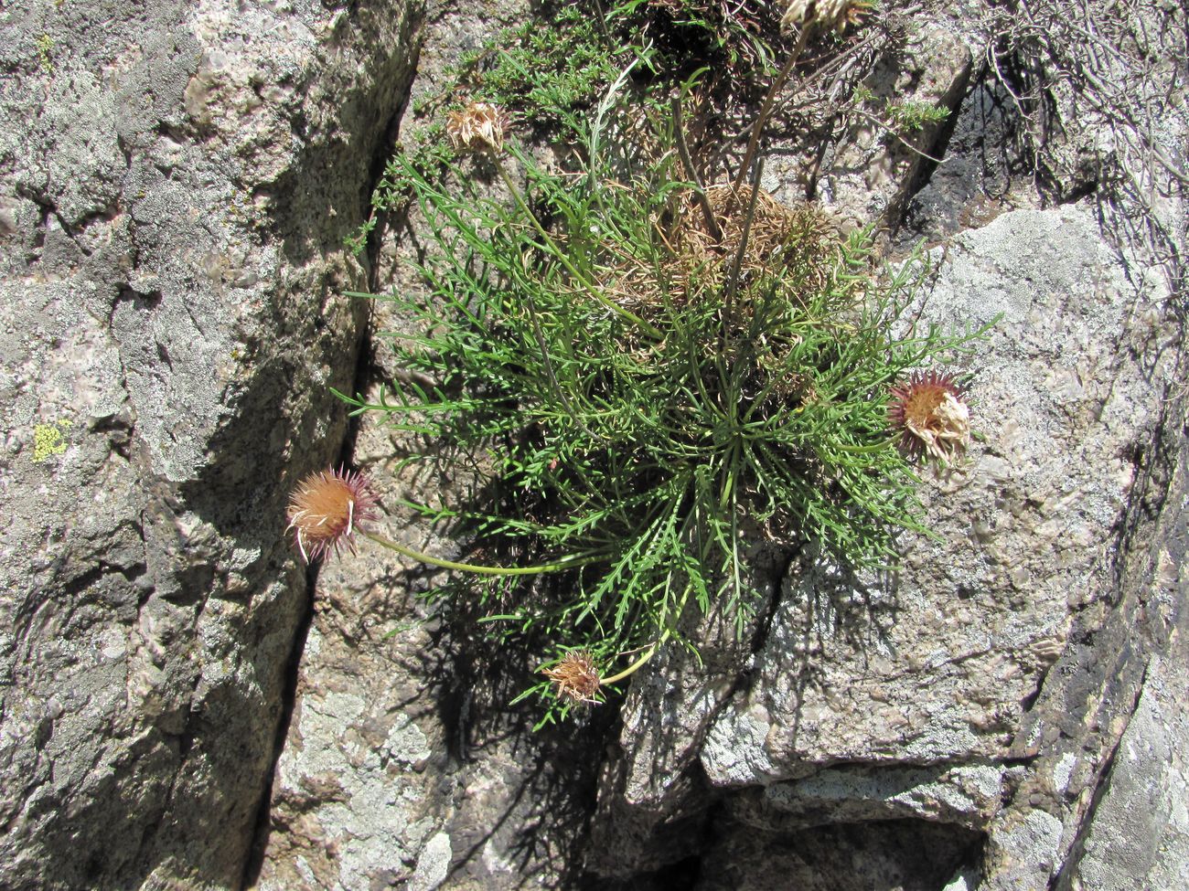 Изображение особи Jurinea coronopifolia.