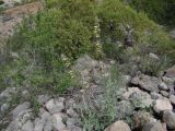 Astragalus macropodium
