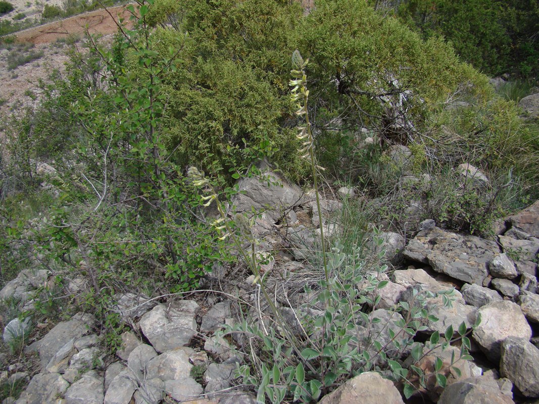 Image of Astragalus macropodium specimen.