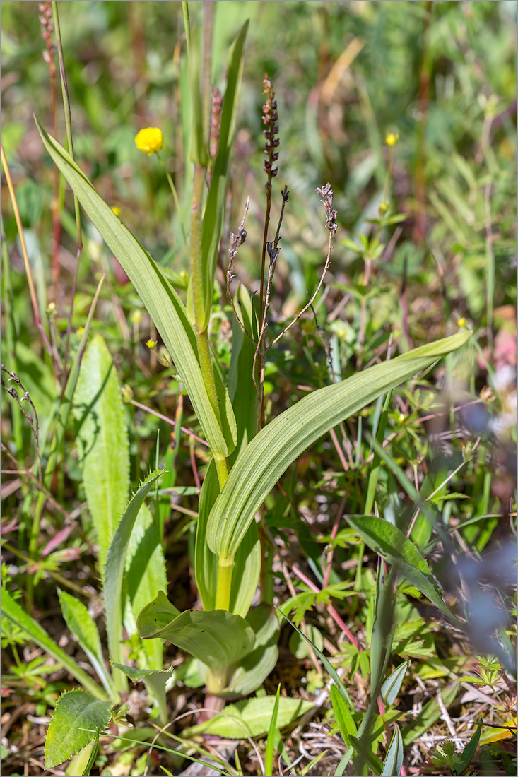 Изображение особи Epipactis palustris.