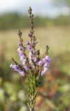 Calluna vulgaris