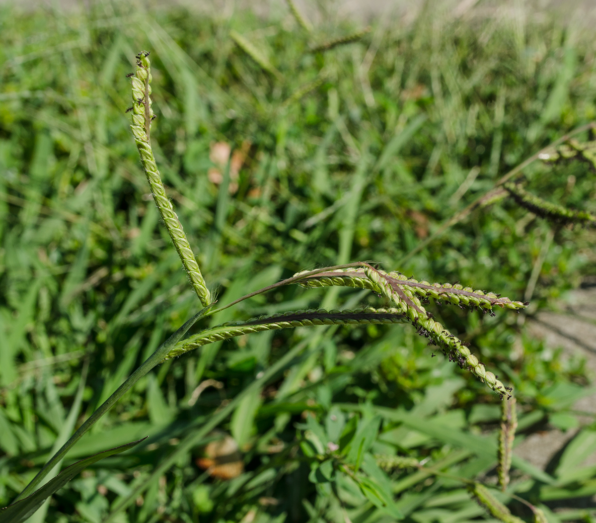 Изображение особи Paspalum dilatatum.