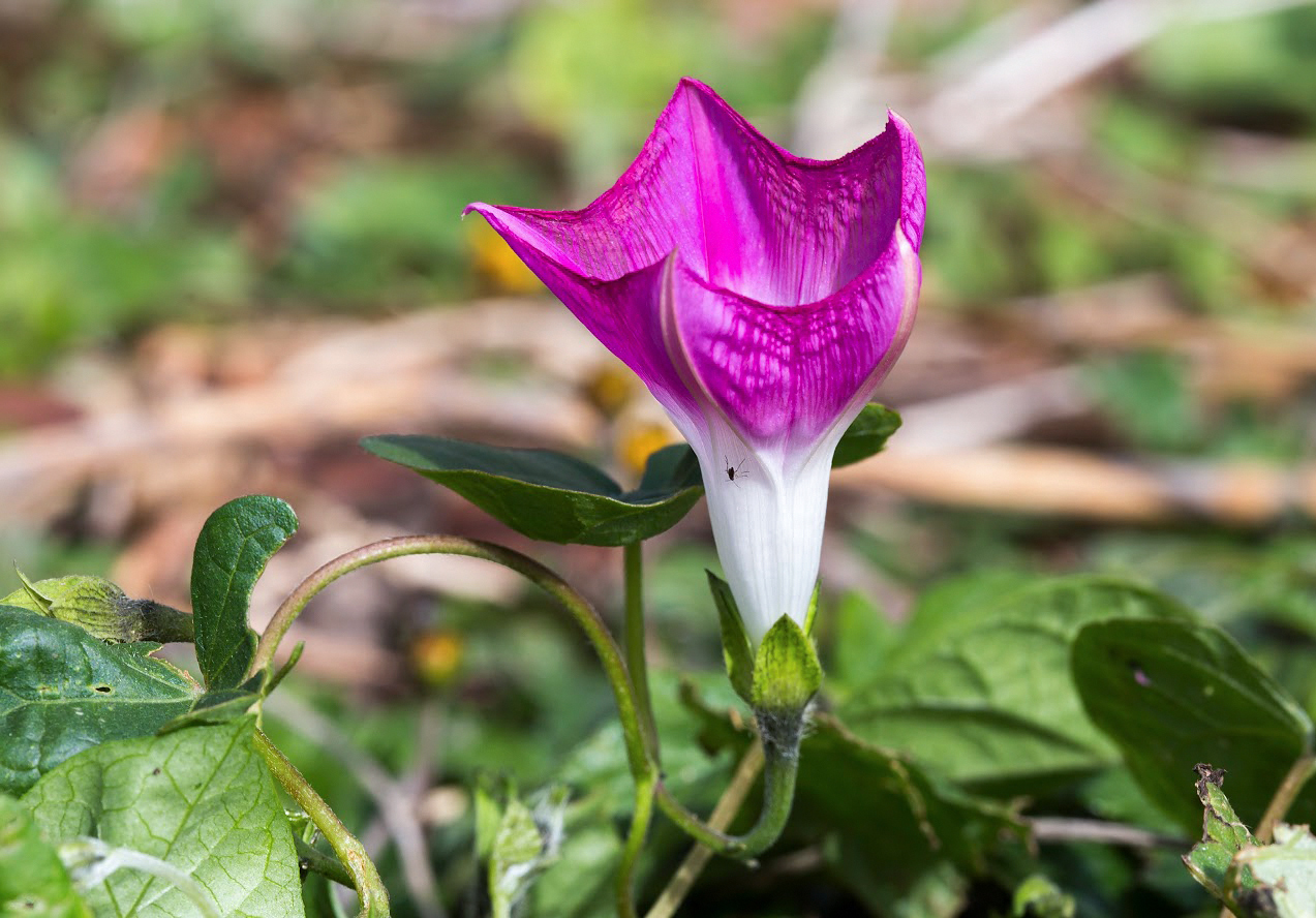 Image of Ipomoea purpurea specimen.