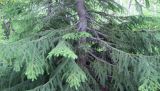 Смотреть изображение Picea abies