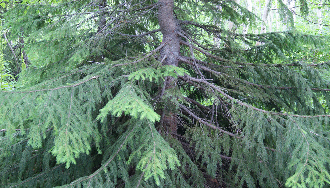 Image of Picea abies specimen.