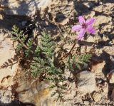 Erodium stellatum