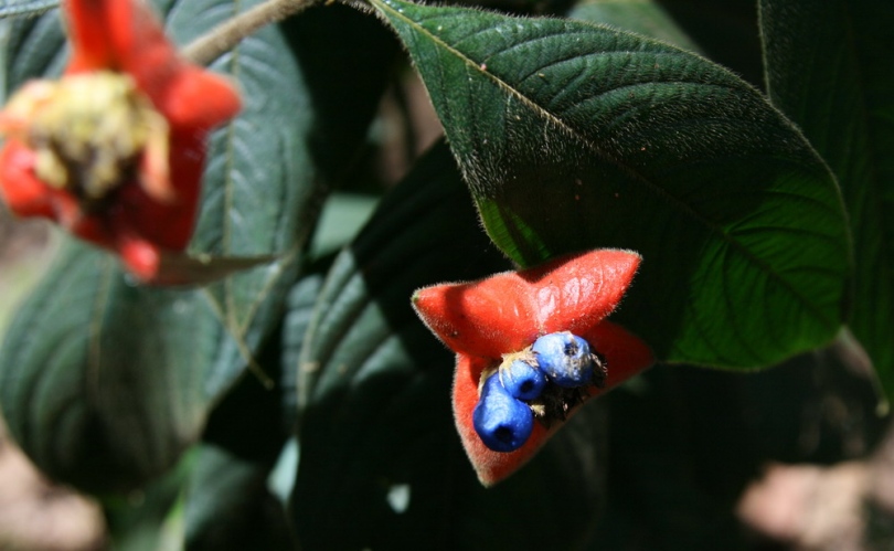 Image of Palicourea tomentosa specimen.