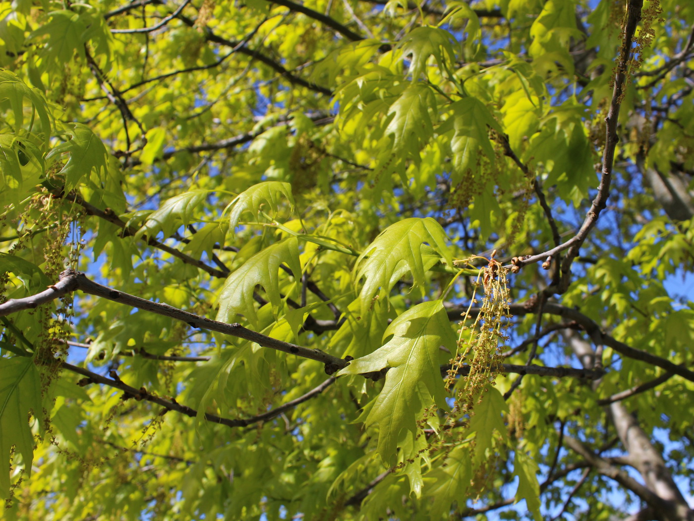 Изображение особи Quercus rubra.