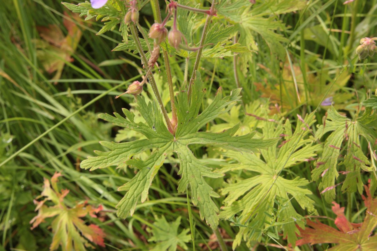 Image of Geranium pratense specimen.