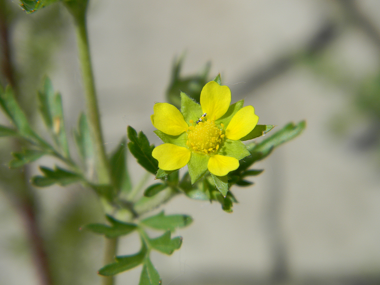 Изображение особи Potentilla supina.