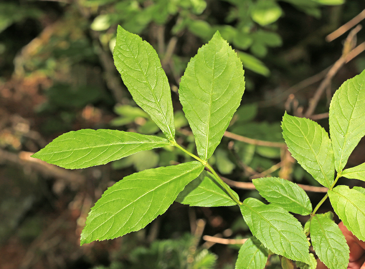 Image of Weigela middendorffiana specimen.