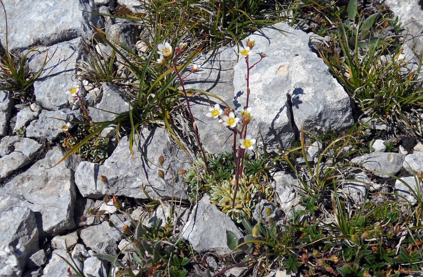 Image of Saxifraga cartilaginea specimen.