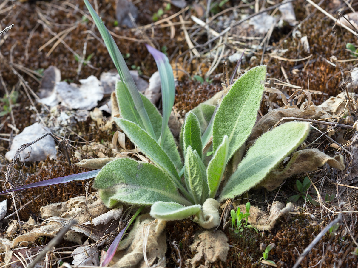 Изображение особи Verbascum thapsus.