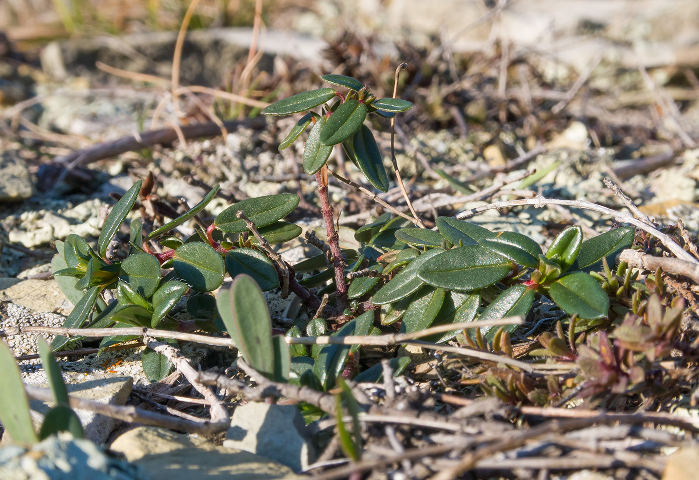 Image of Helianthemum ovatum specimen.