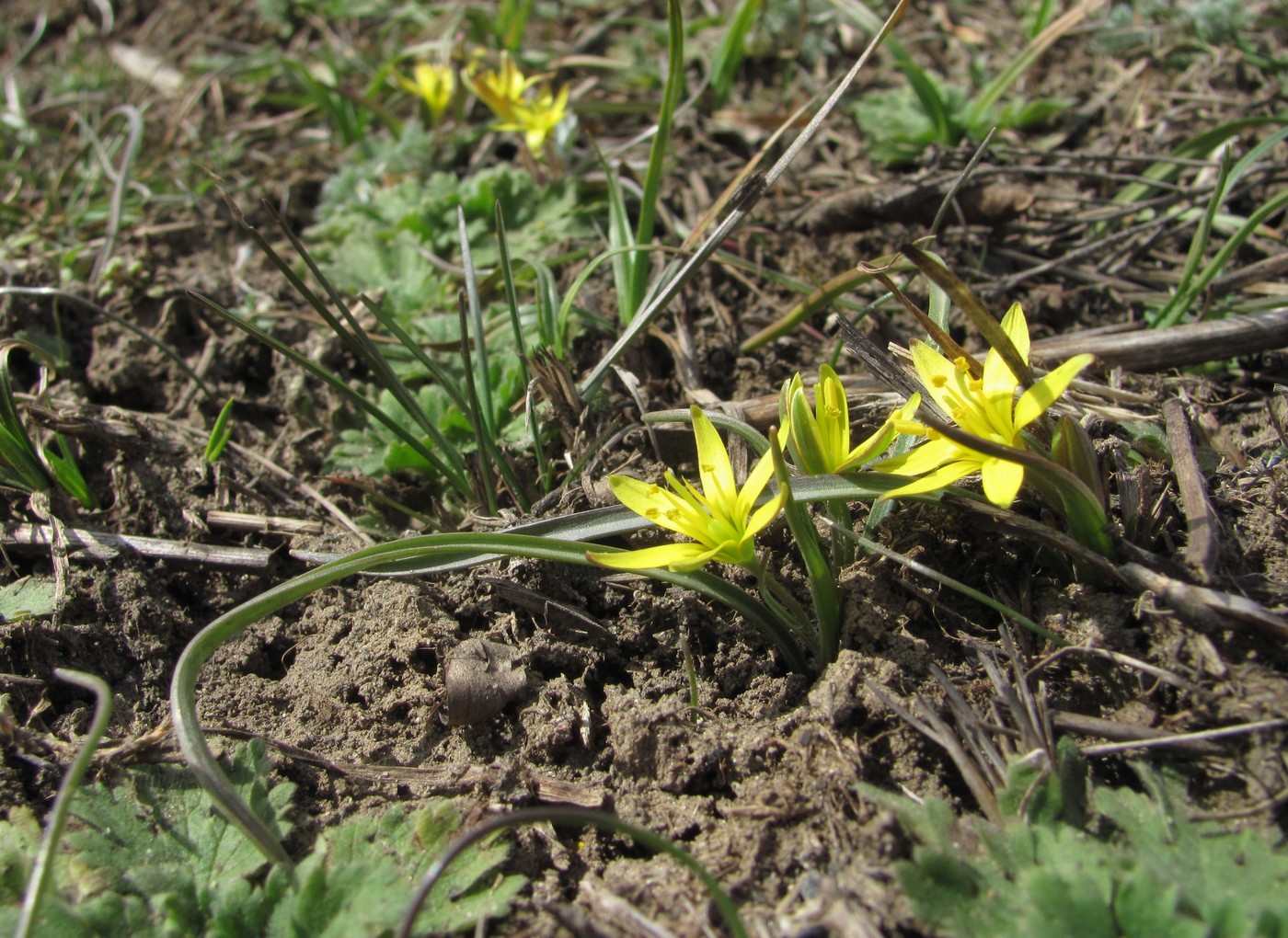 Image of genus Gagea specimen.