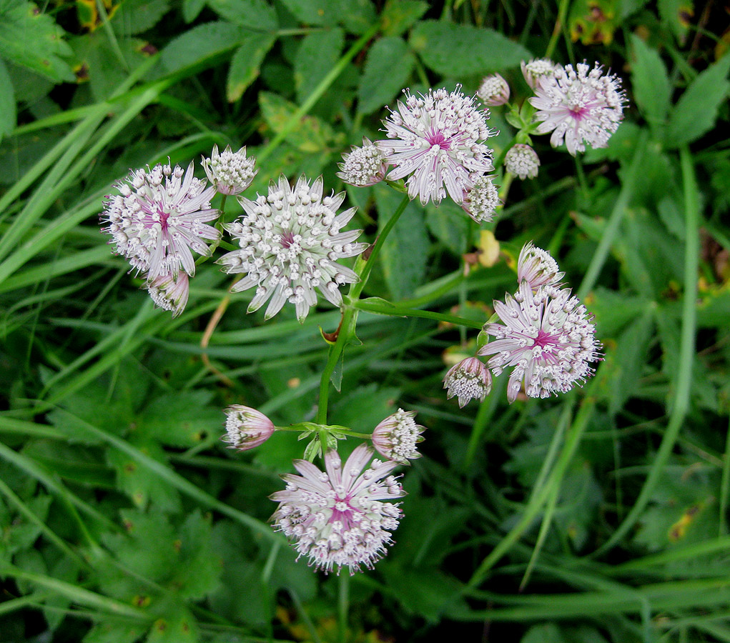 Image of Astrantia major specimen.