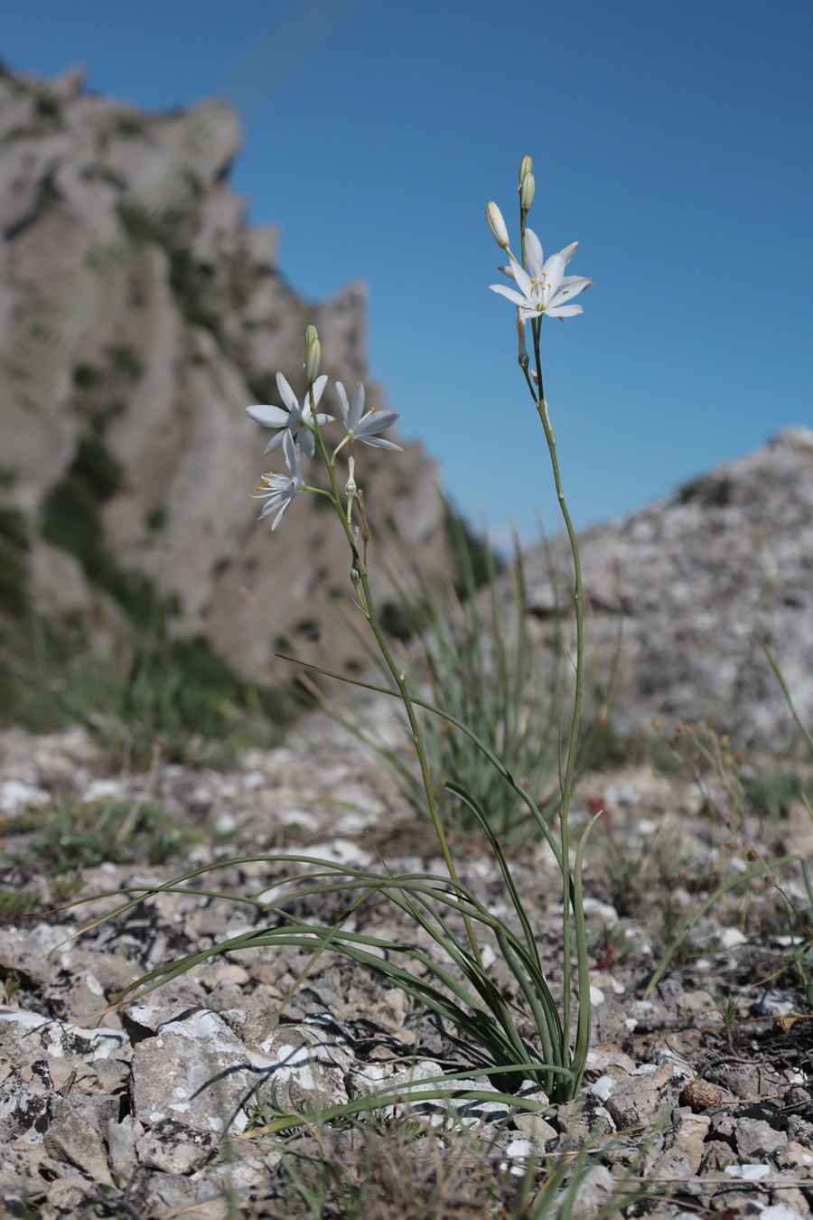 Изображение особи Anthericum liliago.