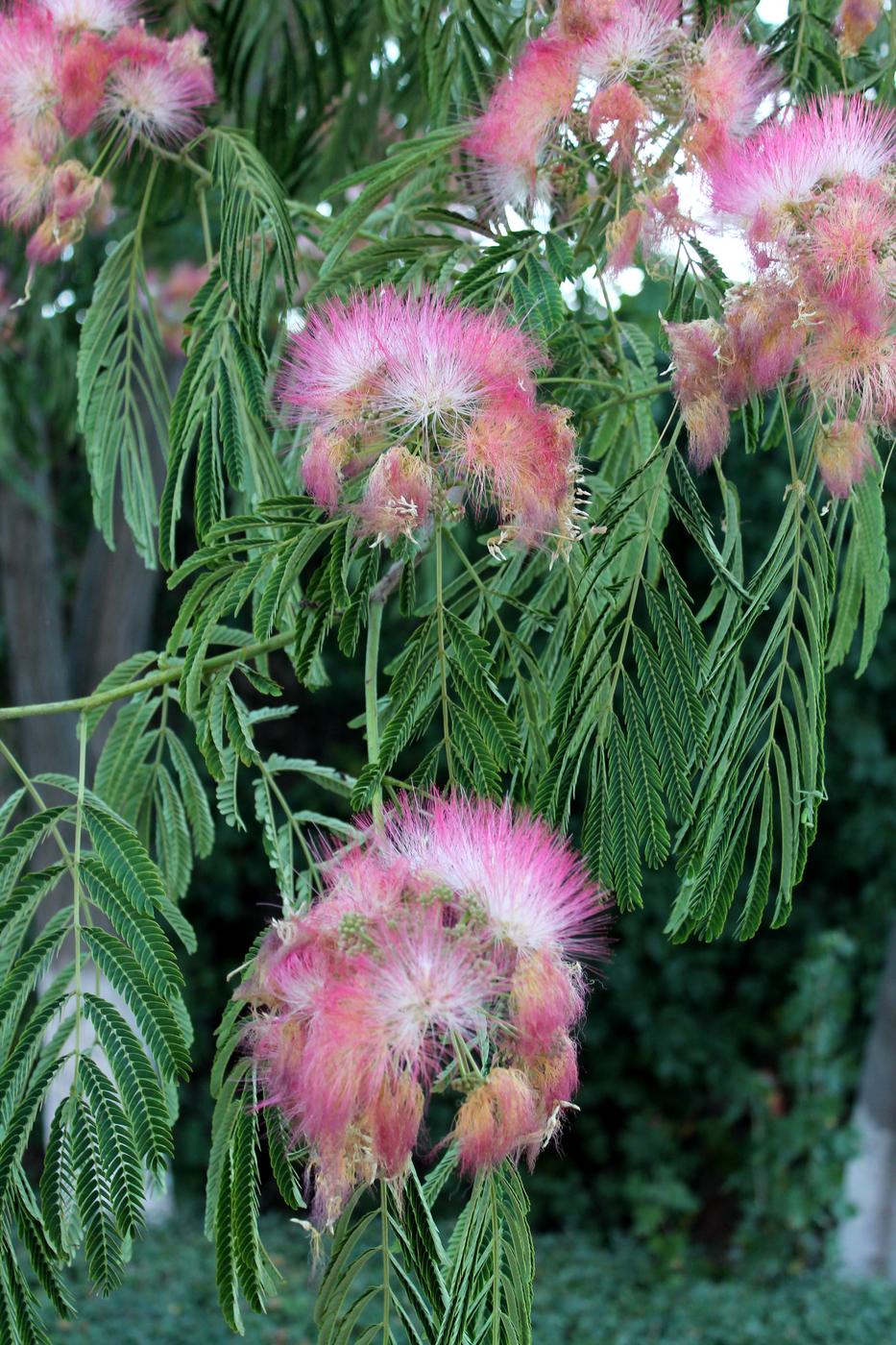 Image of Albizia julibrissin specimen.