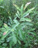 Смотреть изображение Quercus variabilis