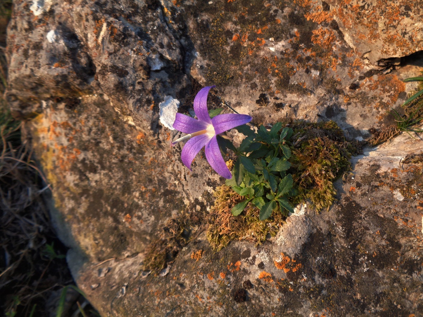 Изображение особи Campanula lezgina.