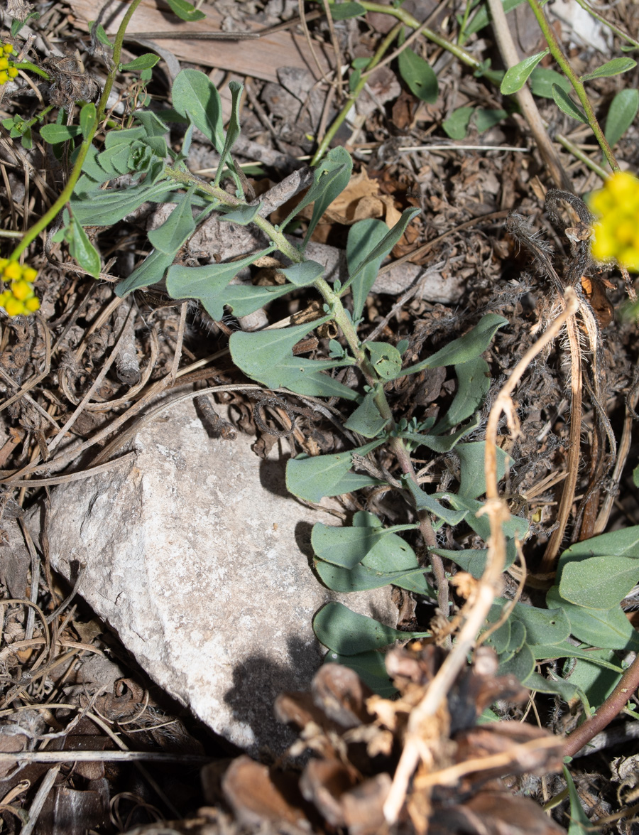 Image of Haplophyllum buxbaumii specimen.