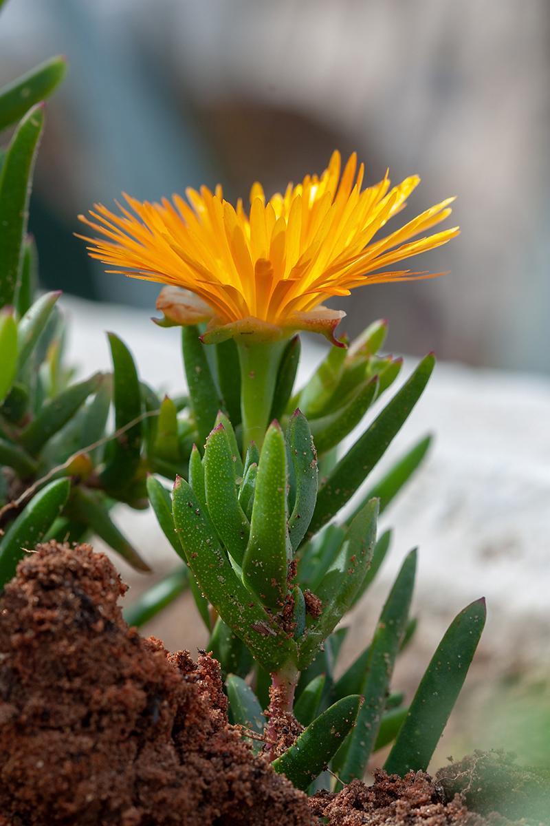 Изображение особи семейство Aizoaceae.