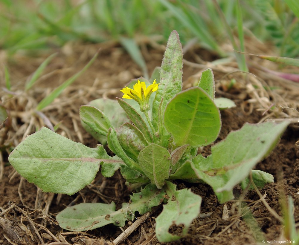 Изображение особи Lagoseris glaucescens.