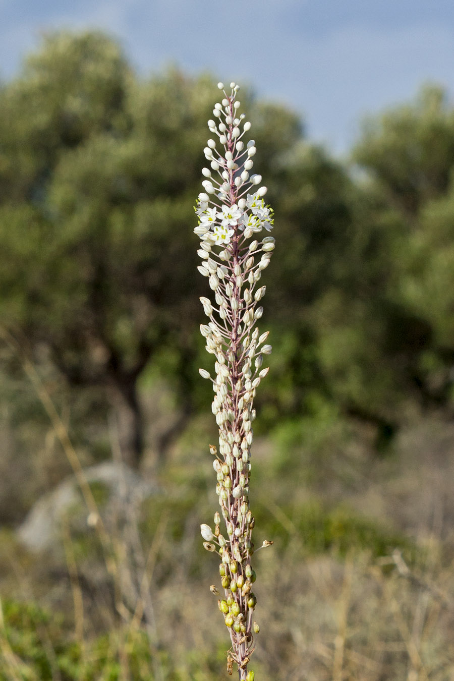 Image of Drimia numidica specimen.