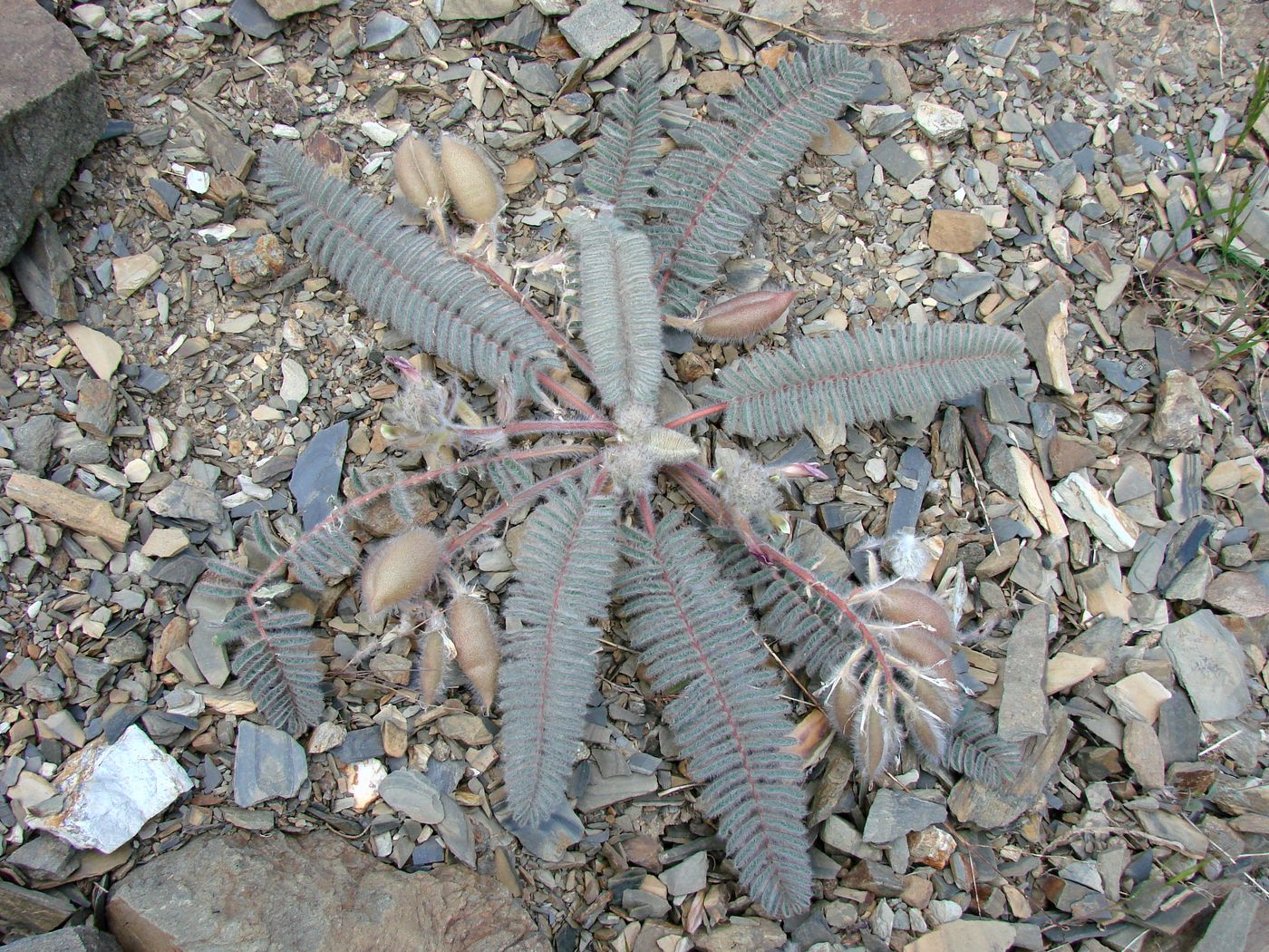 Image of Astragalus leptophysus specimen.