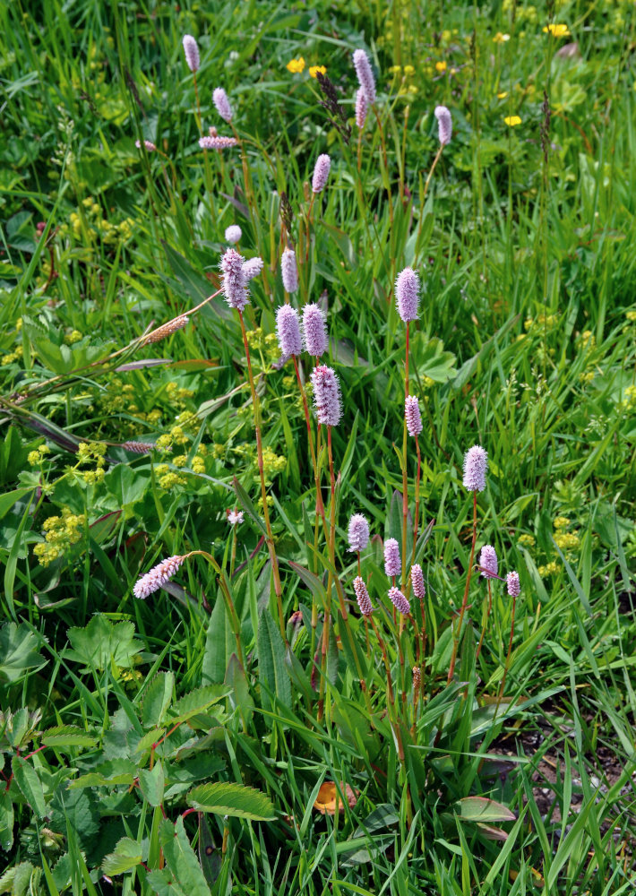 Изображение особи Bistorta elliptica.