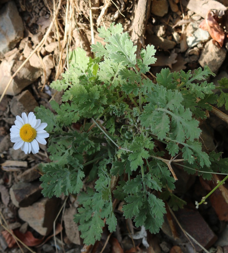 Image of Pyrethrum parthenifolium specimen.