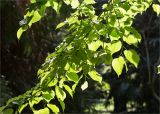 Tilia begoniifolia. Ветви старого дерева возрастом более 350 лет. Абхазия, г. Сухум, Сухумский ботанический сад, в культуре. 14.05.2021.