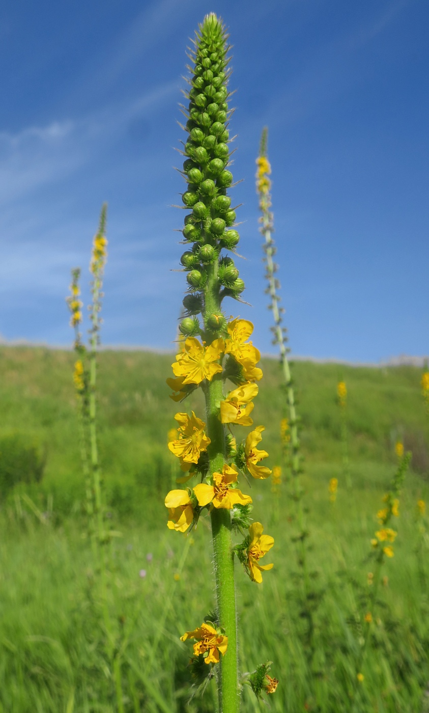 Image of Agrimonia eupatoria ssp. grandis specimen.