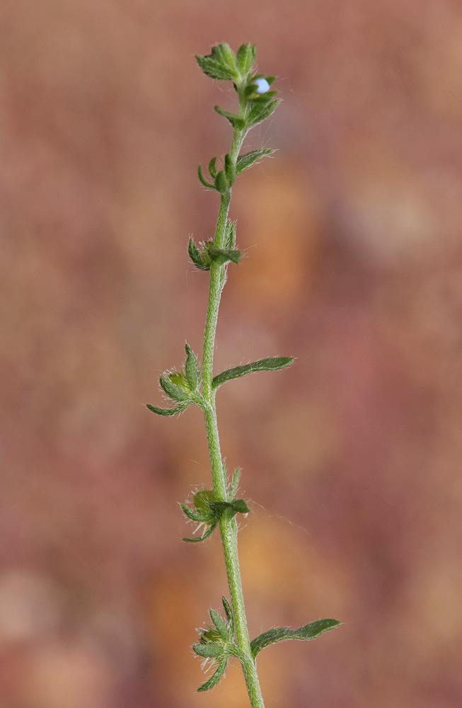 Image of genus Lappula specimen.