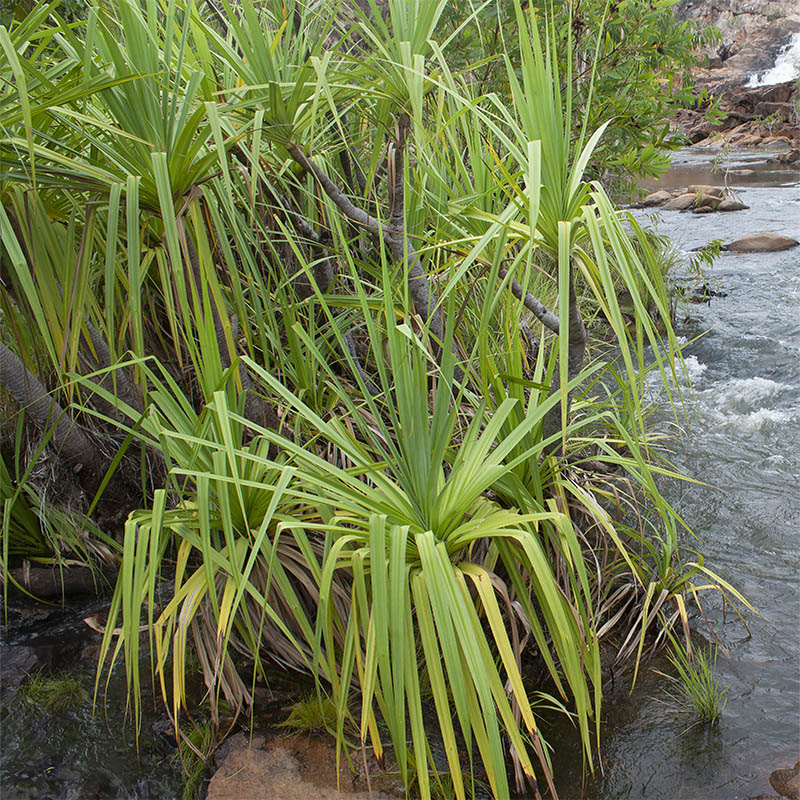 Image of genus Pandanus specimen.