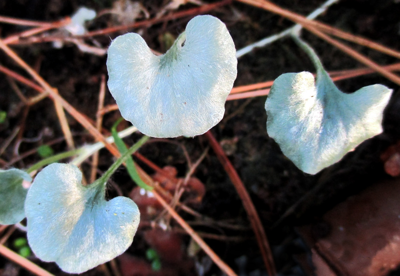 Image of Dichondra argentea specimen.