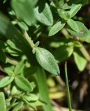 Thymus collinus