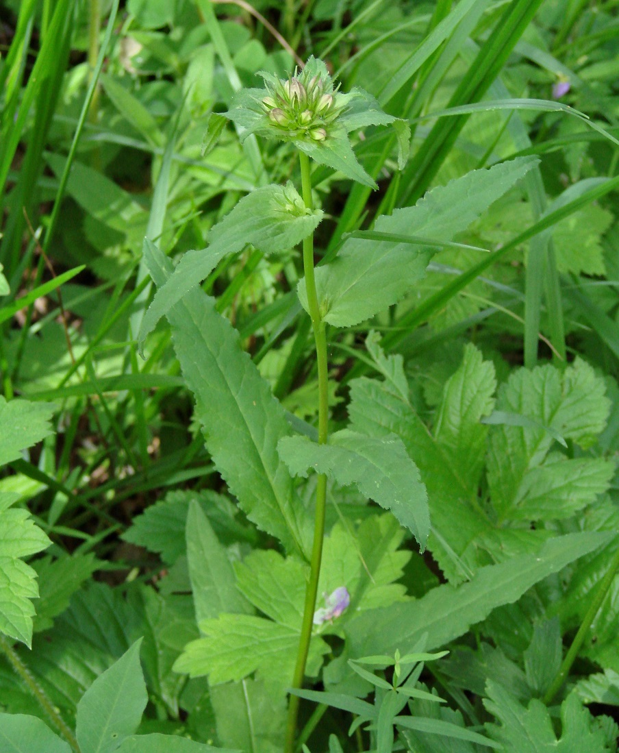 Image of Campanula glomerata specimen.