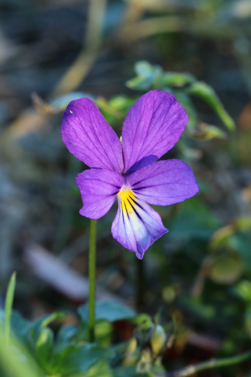 Изображение особи Viola maritima.