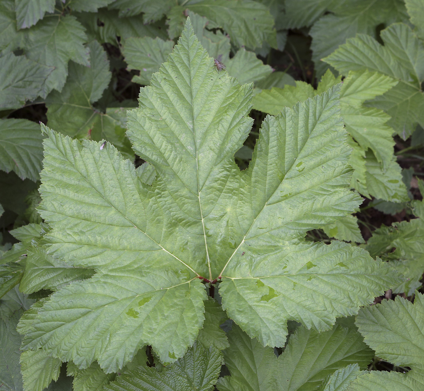 Image of Filipendula camtschatica specimen.