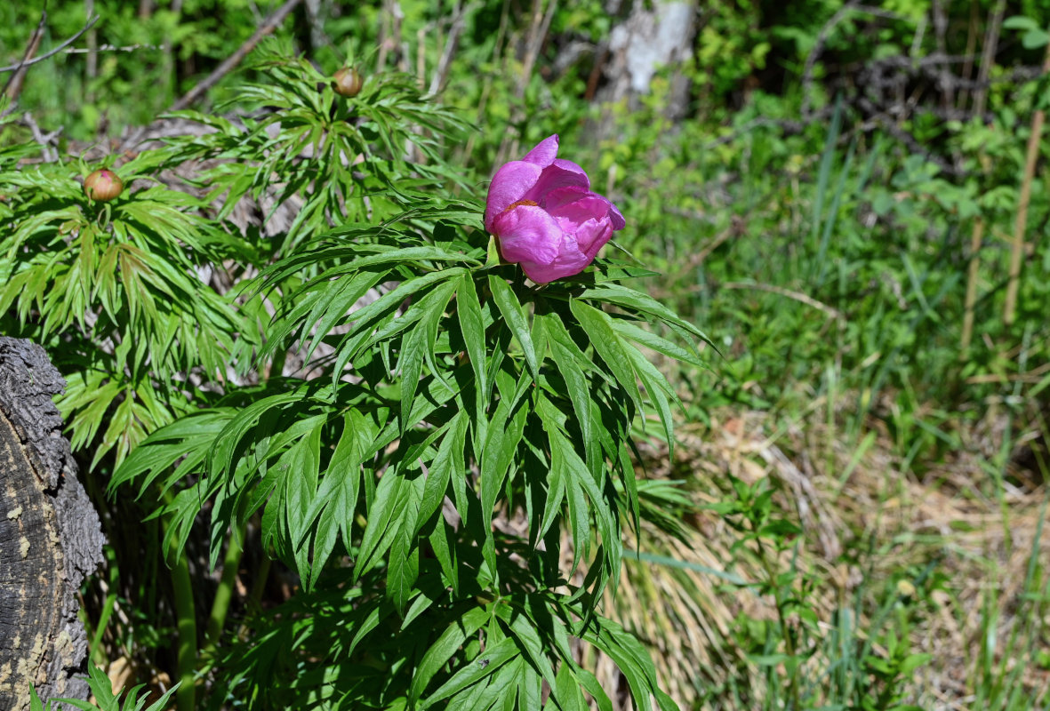 Изображение особи Paeonia anomala.