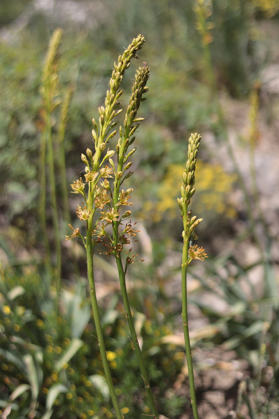 Image of Eremurus jungei specimen.