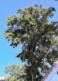 Casuarina equisetifolia