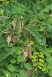 Robinia pseudoacacia