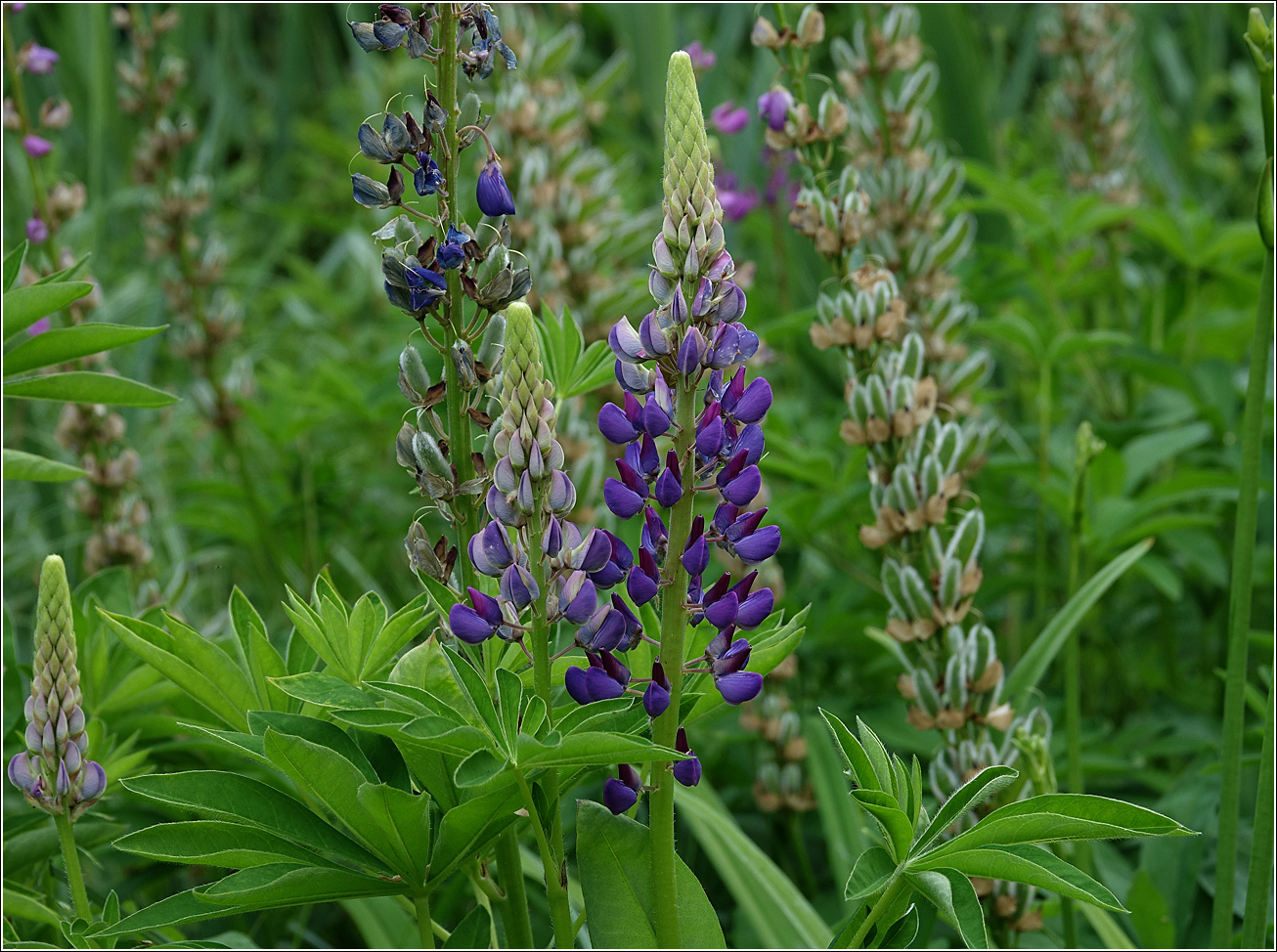 Image of Lupinus polyphyllus specimen.