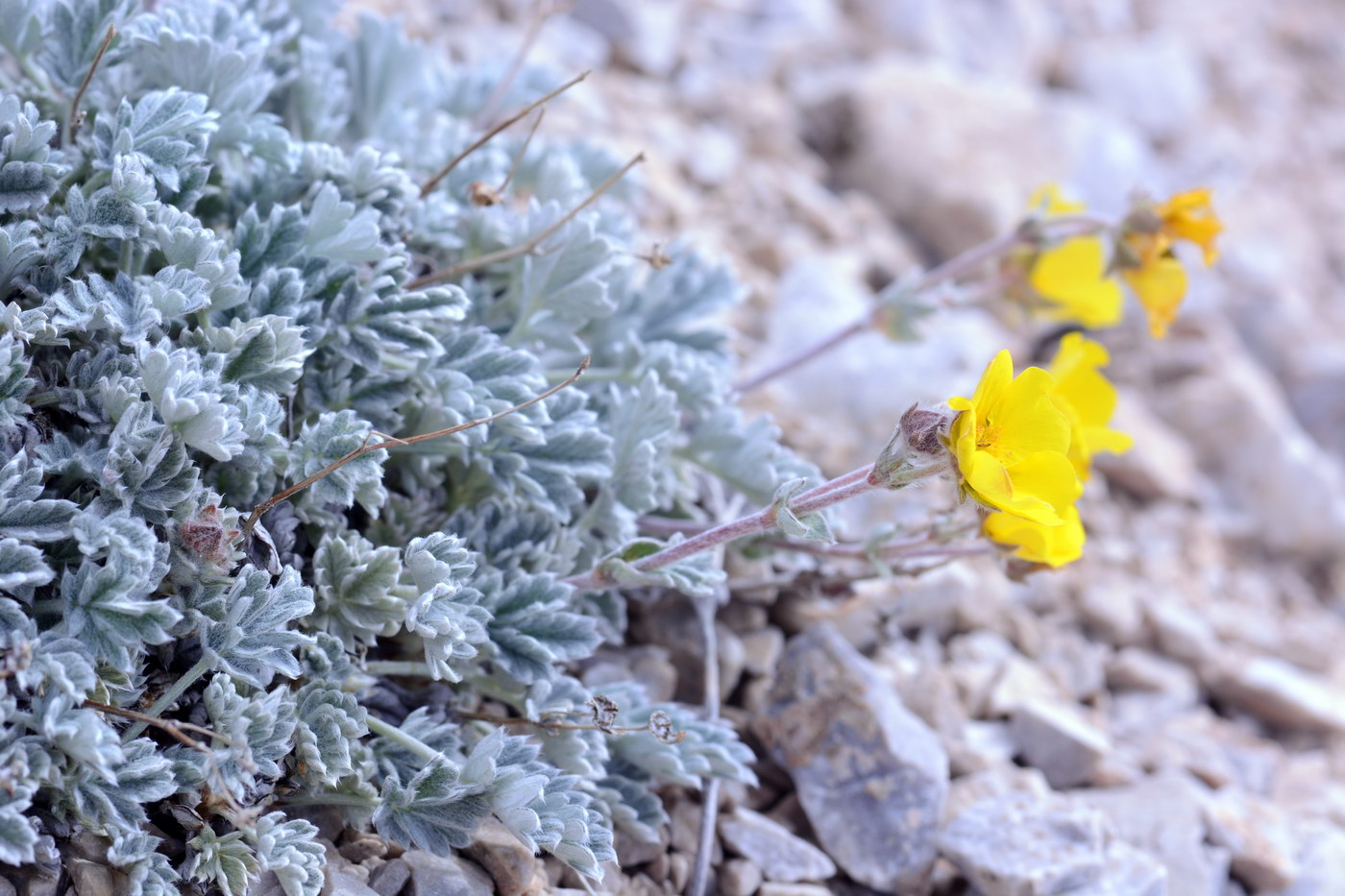 Изображение особи Potentilla hololeuca.