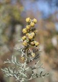 Artemisia pontica. Верхушка побега с соцветиями. Крым, Карадагский заповедник, Южный перевал, обочина дороги в шибляке. 4 октября 2023 г.