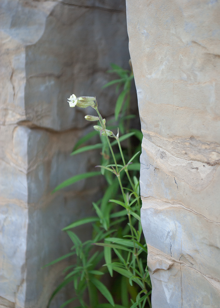 Image of Silene amoena specimen.