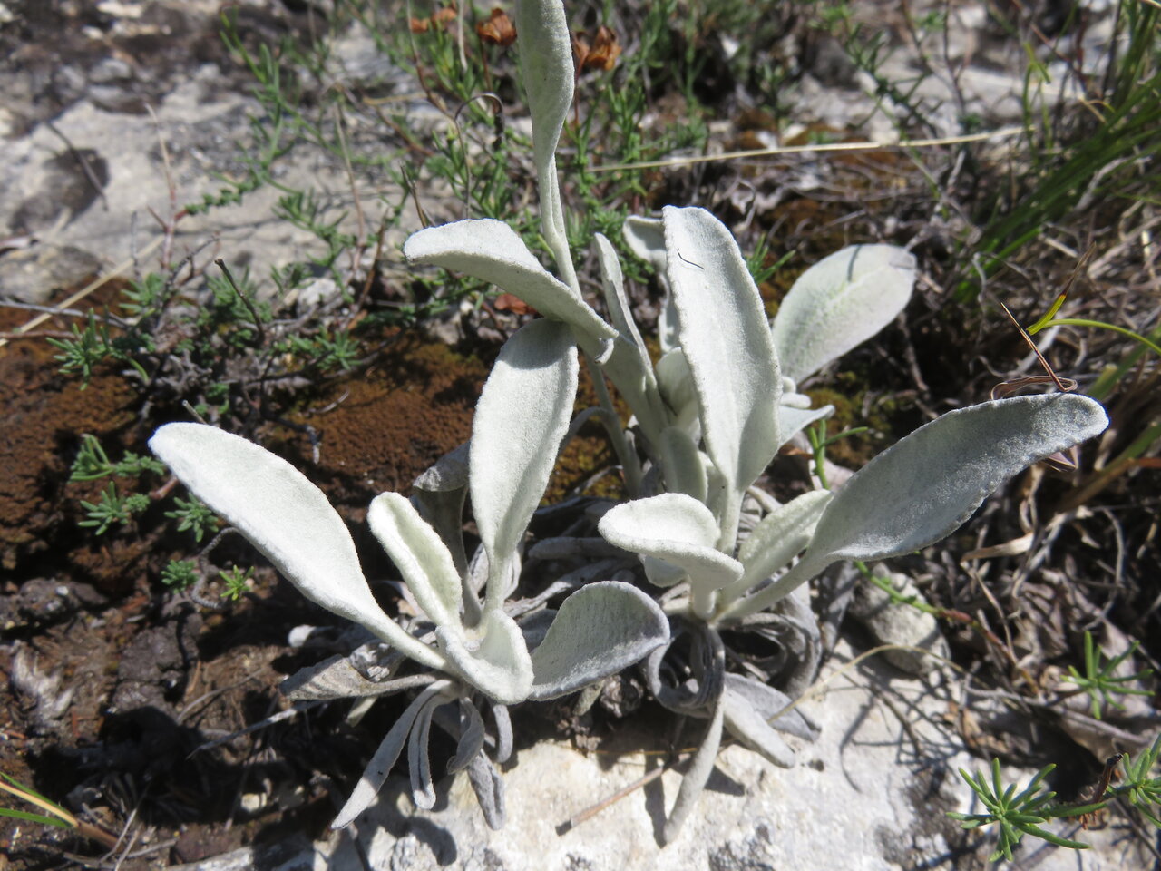 Image of Inula aschersoniana specimen.